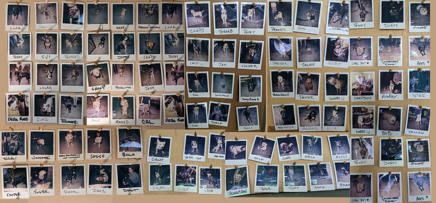 Dogs of HomeGrown Dog Wall