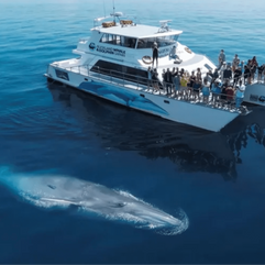 Whales and Dolphins