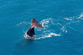 Kaikōura Whales by Helicopter