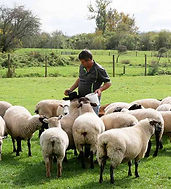 Rotorua Heritage Farm Tour