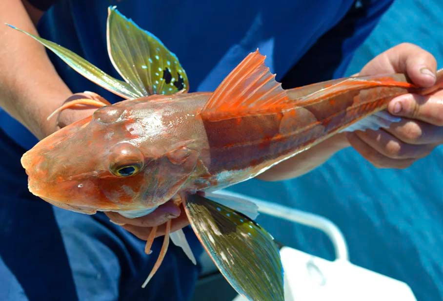 Gunard Fish