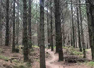 Woodhill Mountain Biking Park Photo