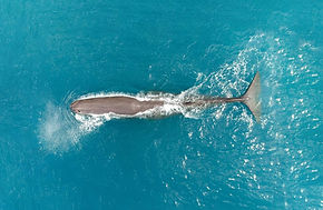 Kaikōura: 40-Minute Whale Watching Flight with Commentary
