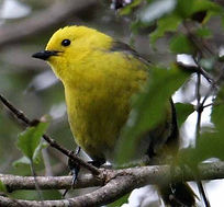 All Day Birdwatchers Experience to Blumine & Motuara Islands