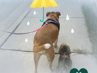 Rainy Day Monday Magic