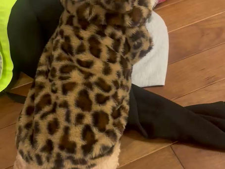 散髪に失敗したチャチャ