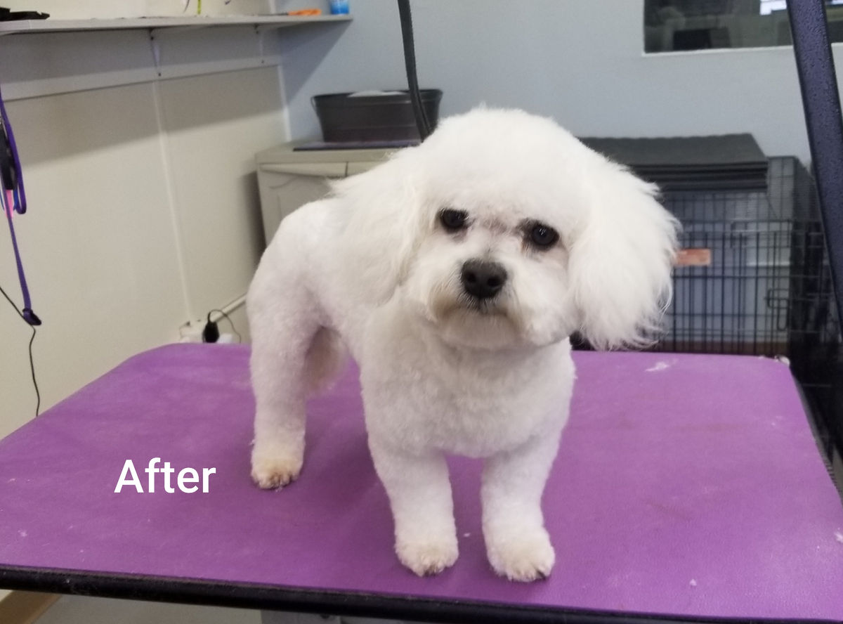 Doggie Styling