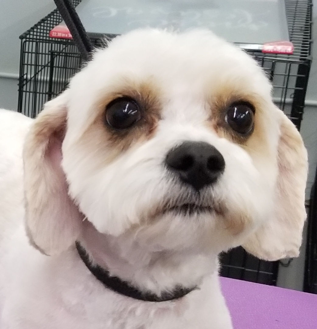 Doggie Styling