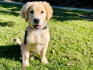 Belle | Golden Retriever | Aliso Viejo, CA | In-Training