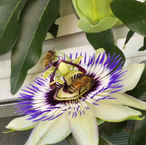 Passionflower: Anxiety tamer and sleep muse
