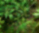 A forest floor with herbs and medicinal plants