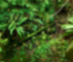 Forest floor with ferns and logs