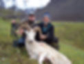 alaska dall sheep hunting