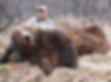 brown bear kodiak