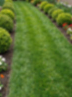 Grass Cutting