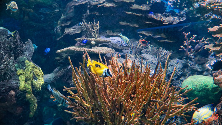 a.rainbow reef.jpg