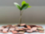 green plant on brown round coins_edited.jpg