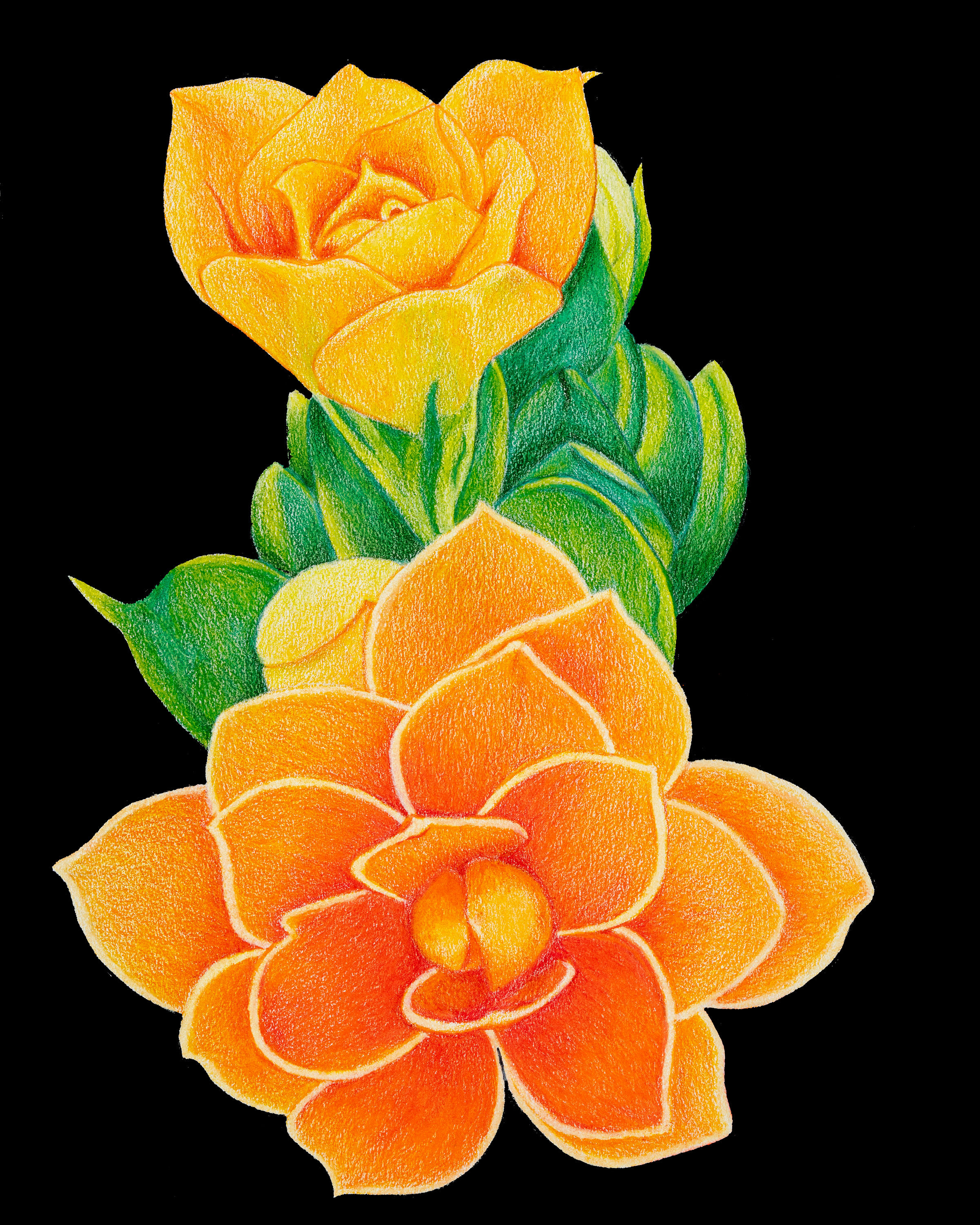 Kalanchoe botanical fine art print reproduced from original colored pencil artwork.