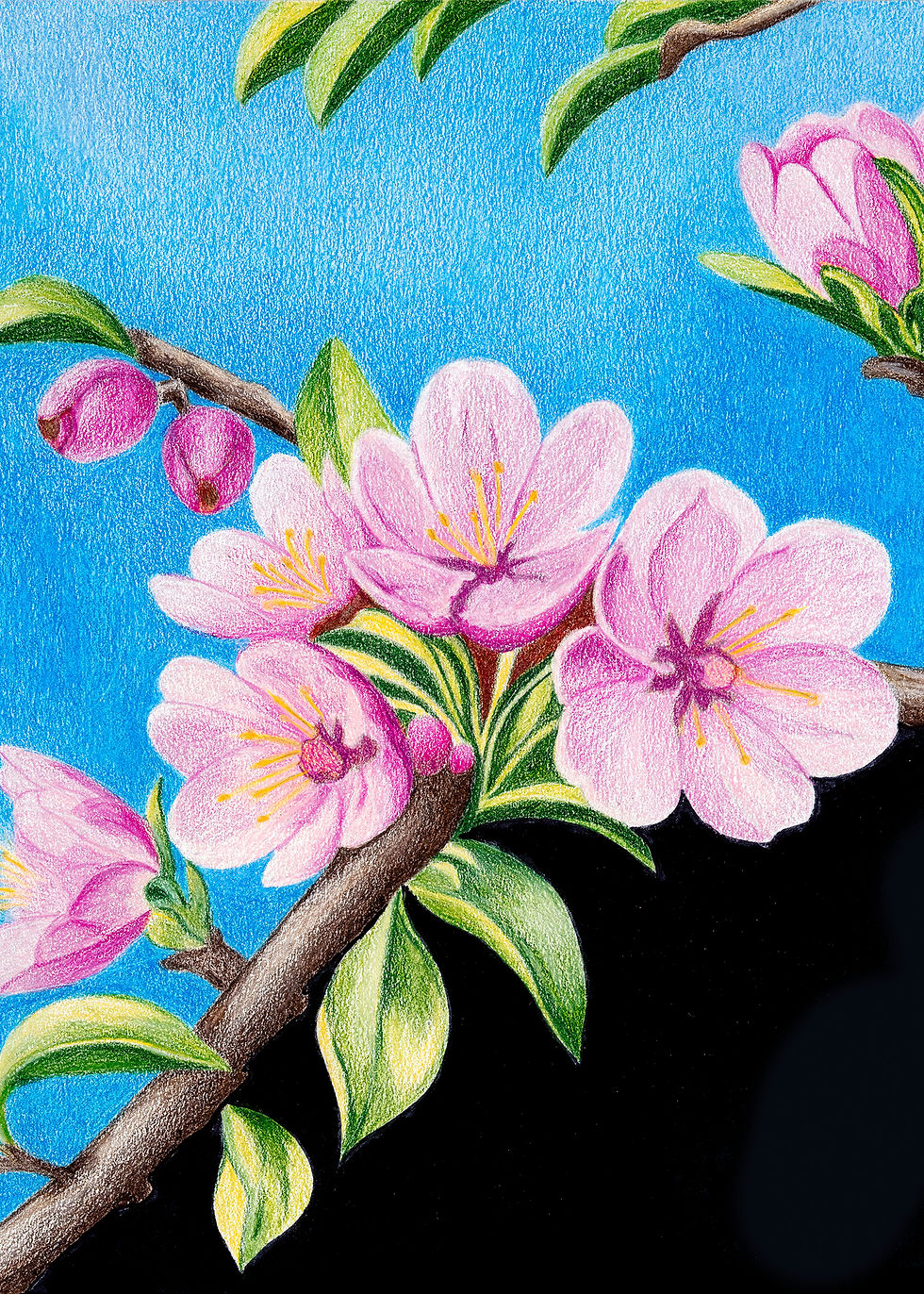 Apple Blossom floral greeting card featuring detailed colored pencil artwork.