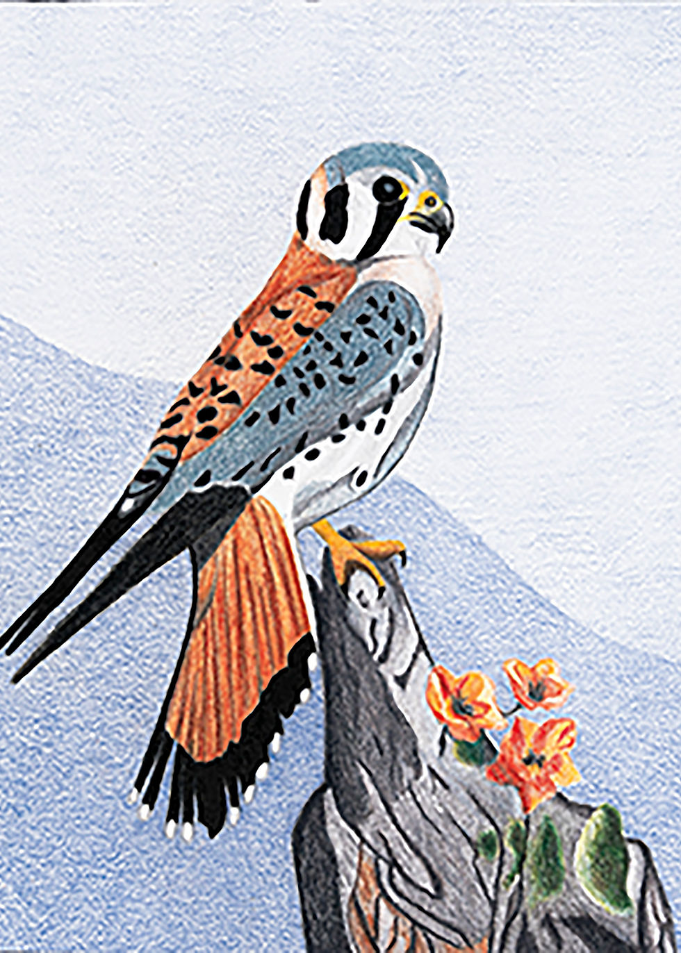 Greeting card featuring American Kestrel, vibrant bird artwork by Greene Sun Art.