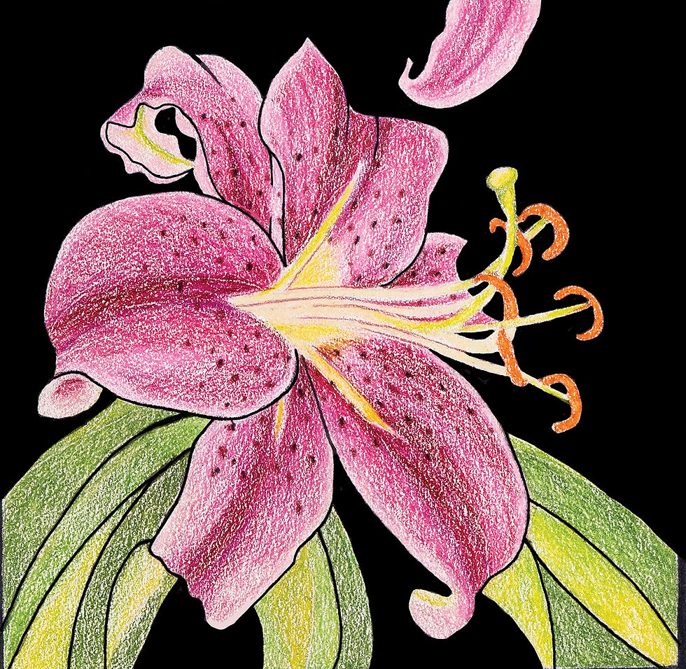 Royal Pink Lily Floral Greeting Card by Greene Sun Art, 5x5 folded card with hand-drawn pink lily artwork