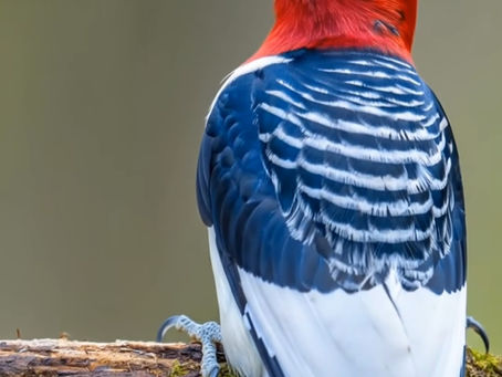 Woodpecker Colored Pencil Tutorial