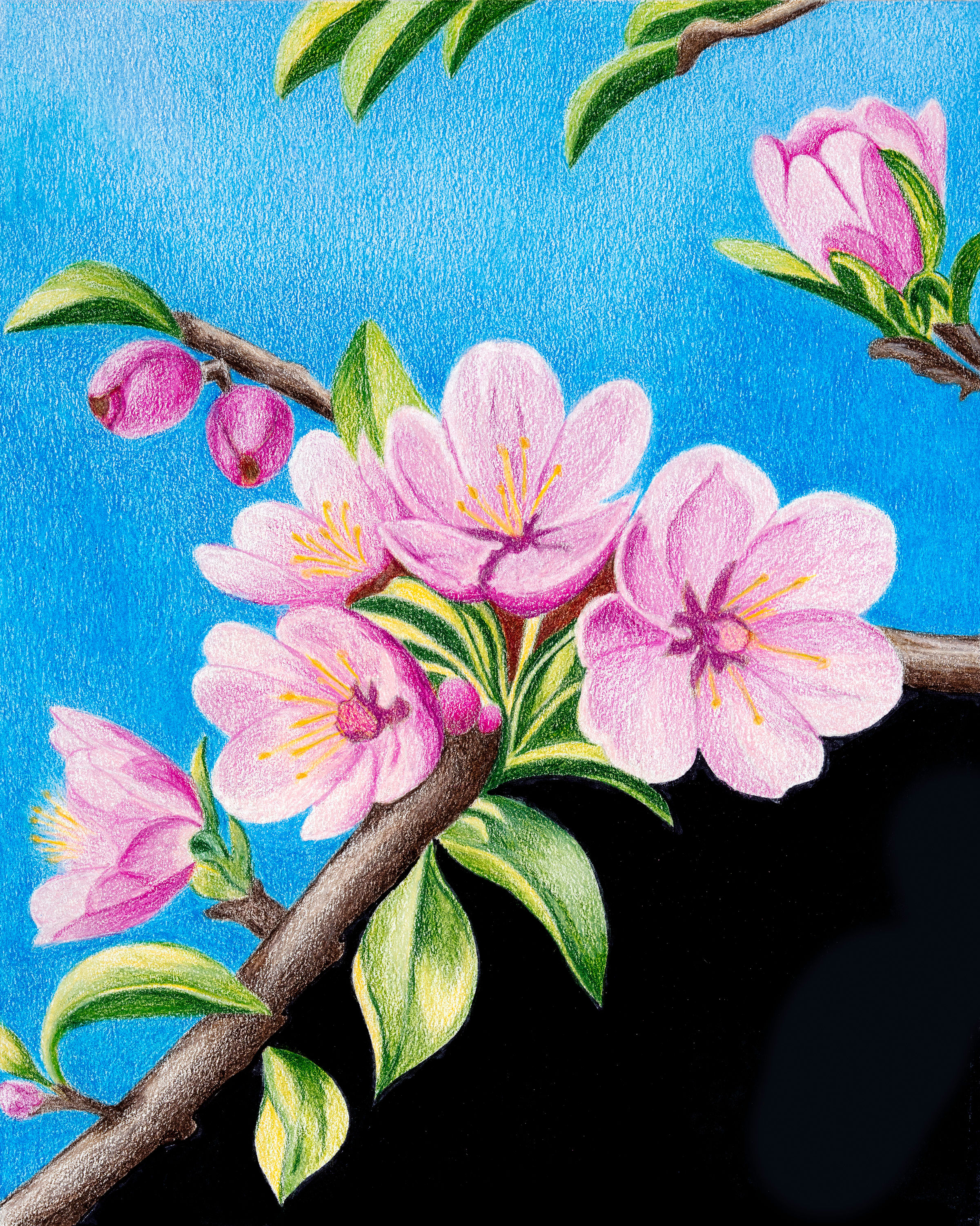 Apple Blossom botanical fine art print reproduced from original colored pencil artwork.