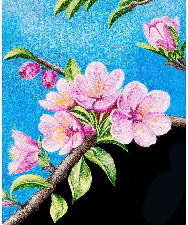 Apple Blossoms