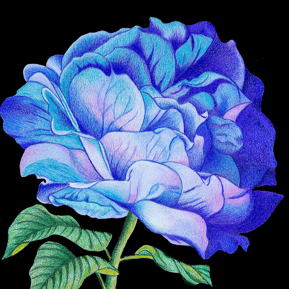 Blue Hydrangea Floral Greeting Card by Greene Sun Art, 5x5 folded card with hand-drawn hydrangea flower artwork