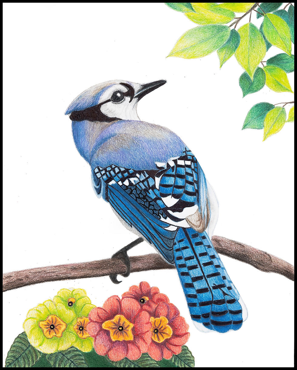 Blue Jay art print by Greene Sun Art, colorful bird wall art, 8x10 colored pencil drawing