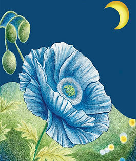 Moonlit Blue Poppy