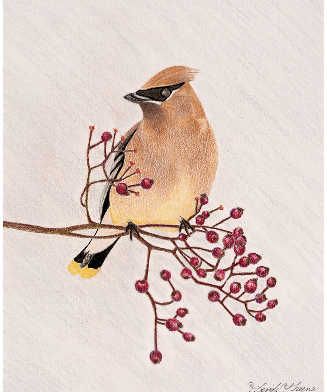 Cedar Waxwing