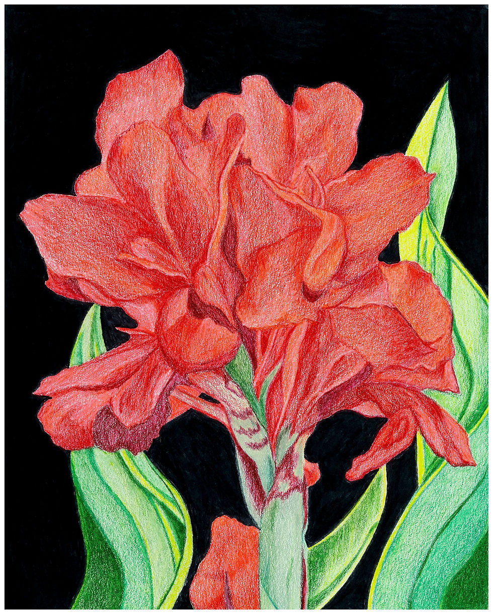 Canna Lily Floral Art Prints
