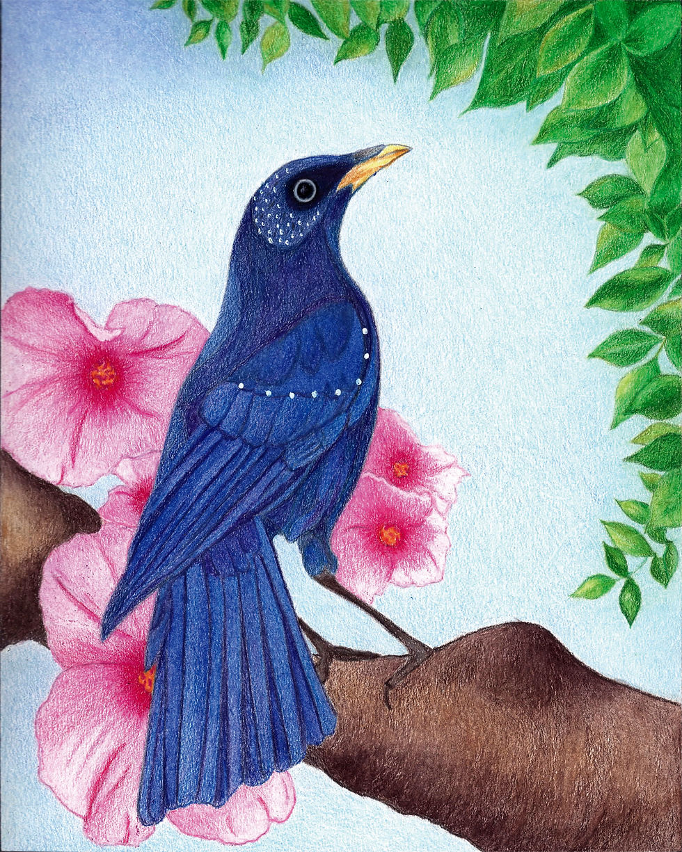 Fine art print of Whistling Thrush, vibrant detailed bird artwork by Greene Sun Art.