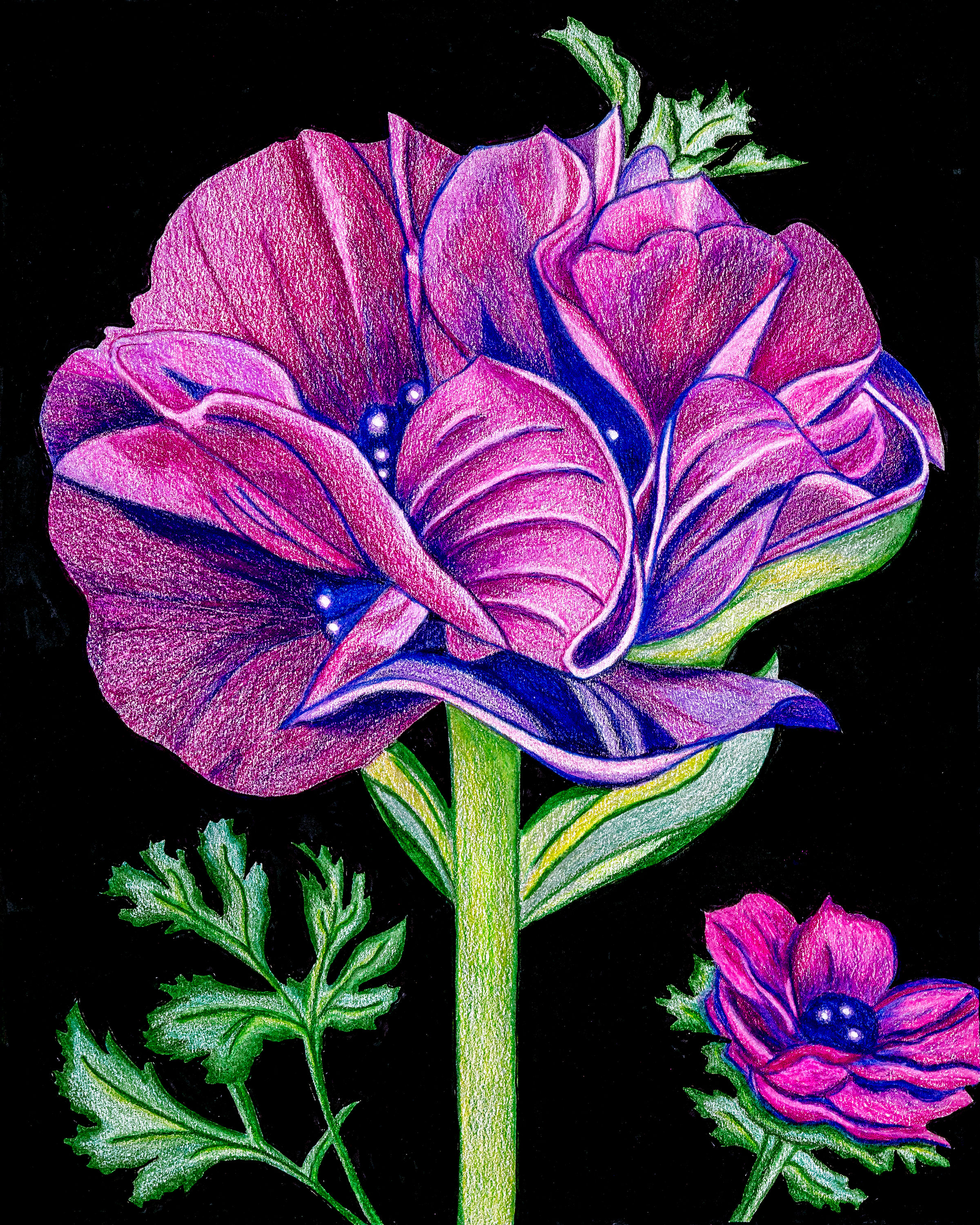 India Poppy botanical fine art print reproduced from original colored pencil artwork.