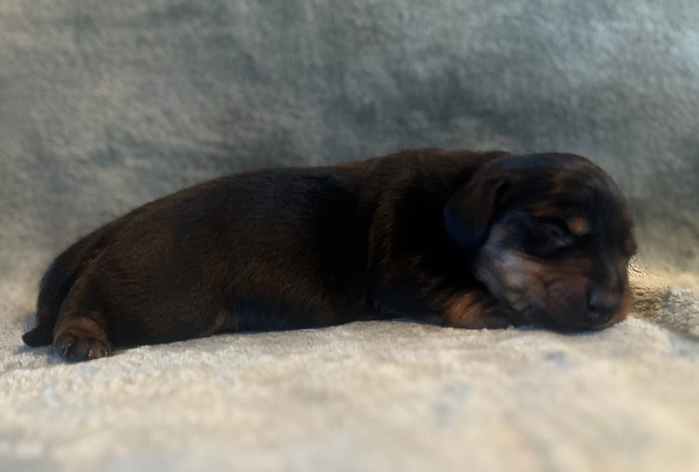 Achil magnifique mâle noir et feu