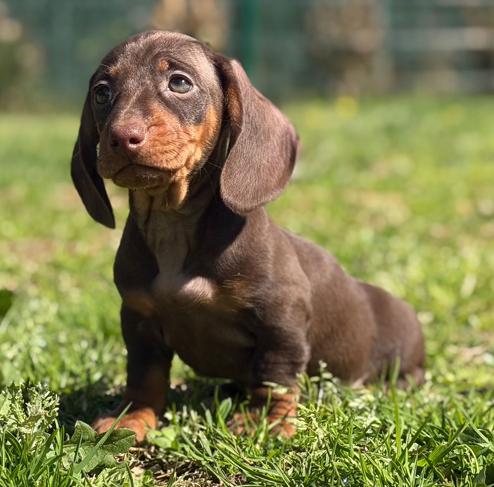 "Brownie" magnifique femelle chocolat