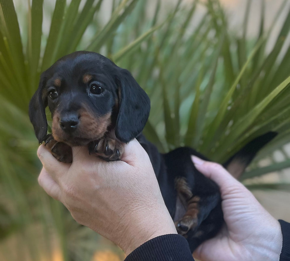 Alfi magnifique mâle noir et feu
