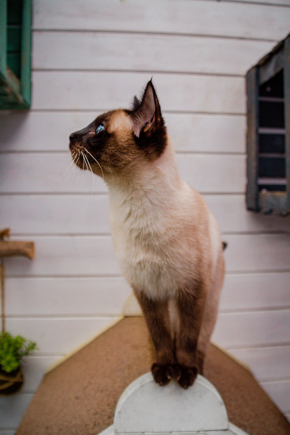AllesfürdieKatz_Tiershooting
