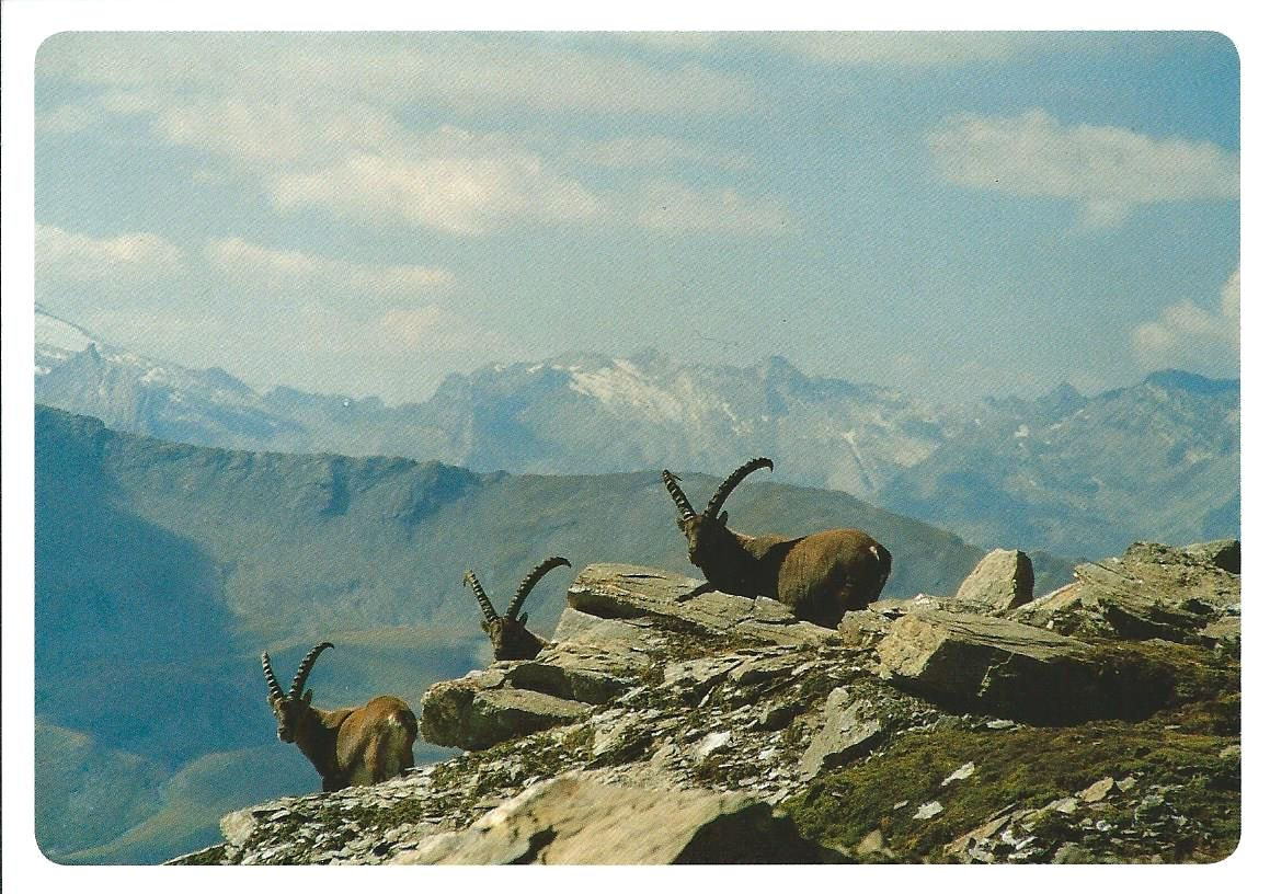 303 Kultur in Graubünden, z.B. Via Capricorn oder die Ausstellung im Center...