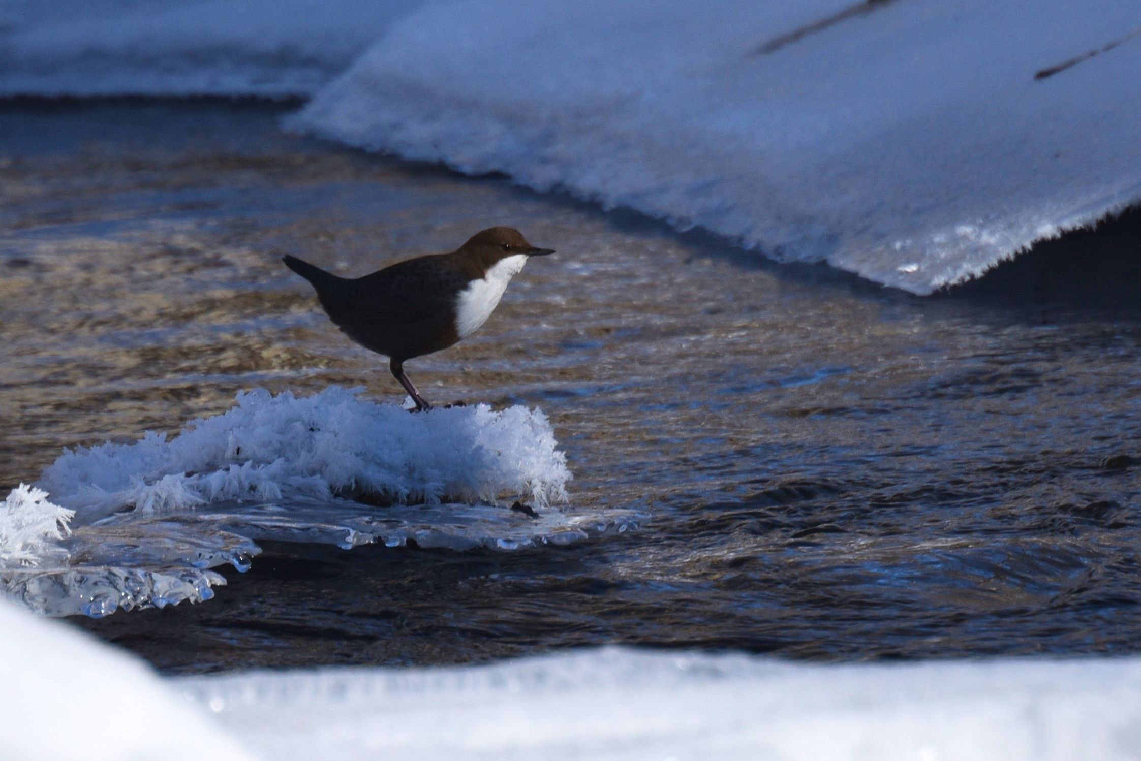 Wasseramsel