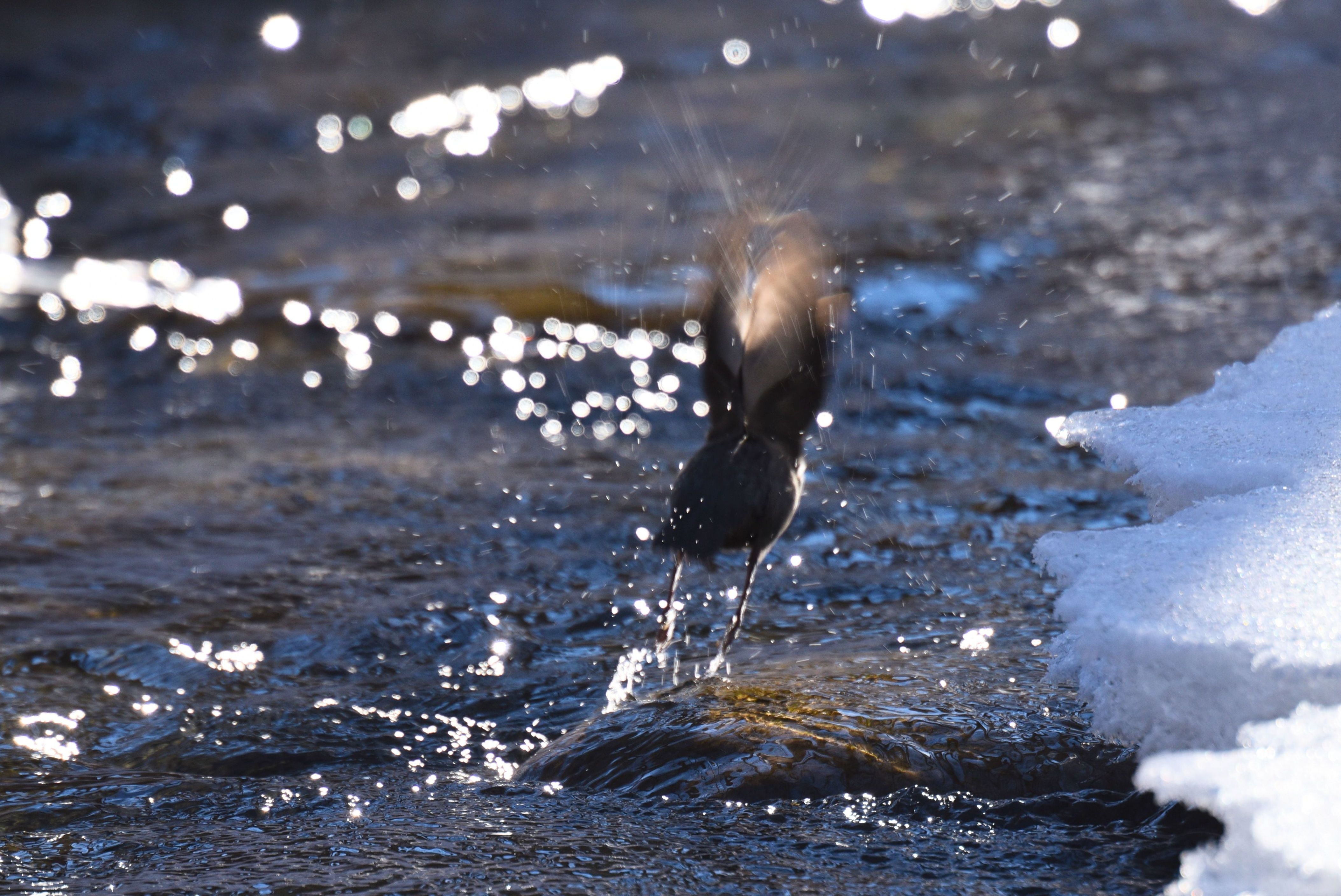 Wasseramsel