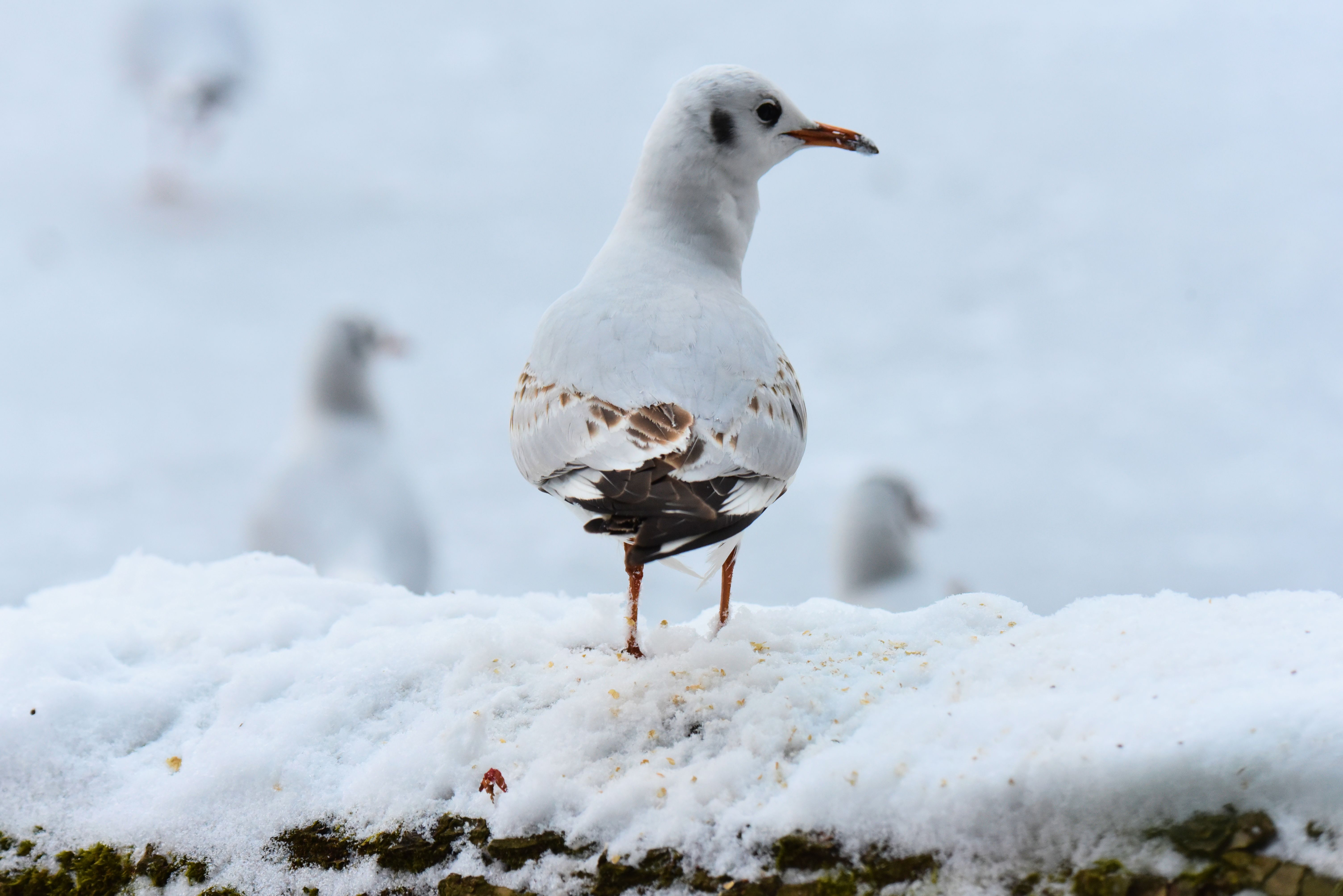 Lachmöwe im 1. Winter