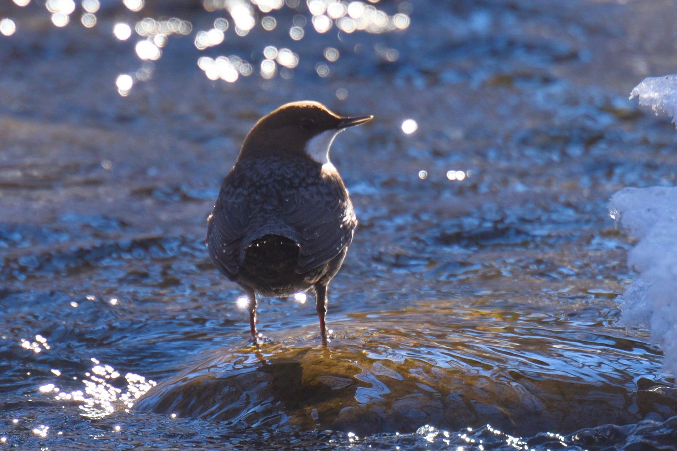 Wasseramsel