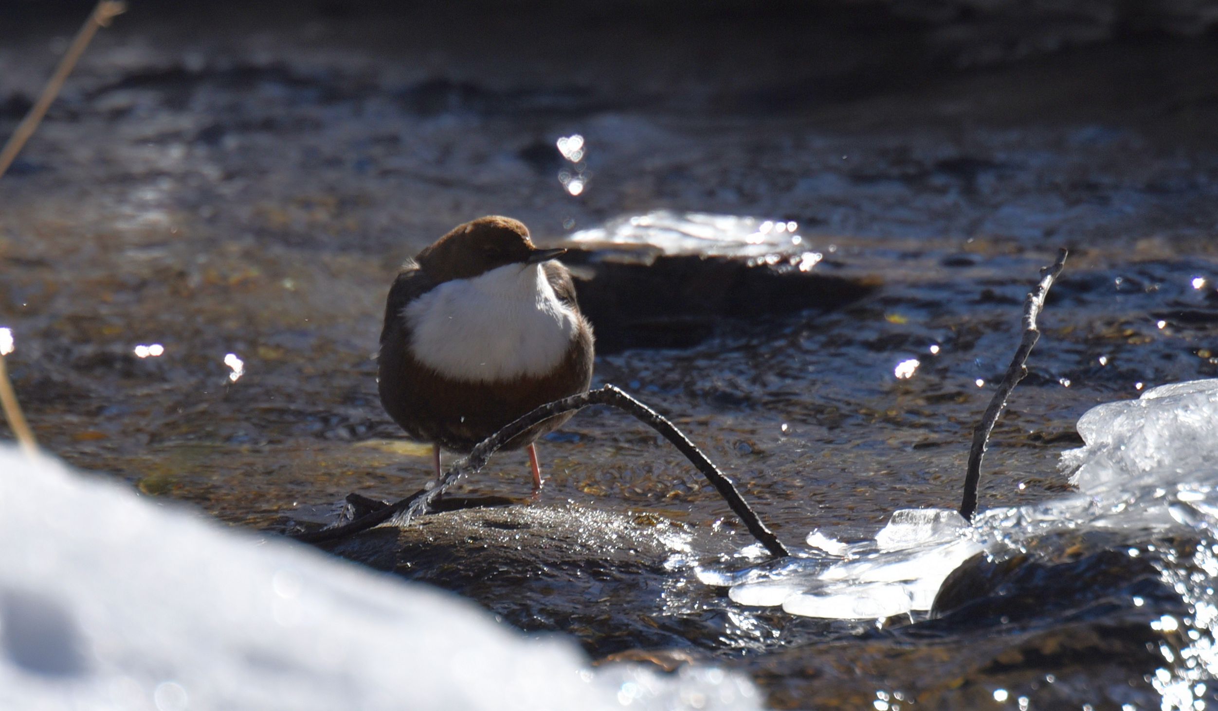 Wasseramsel