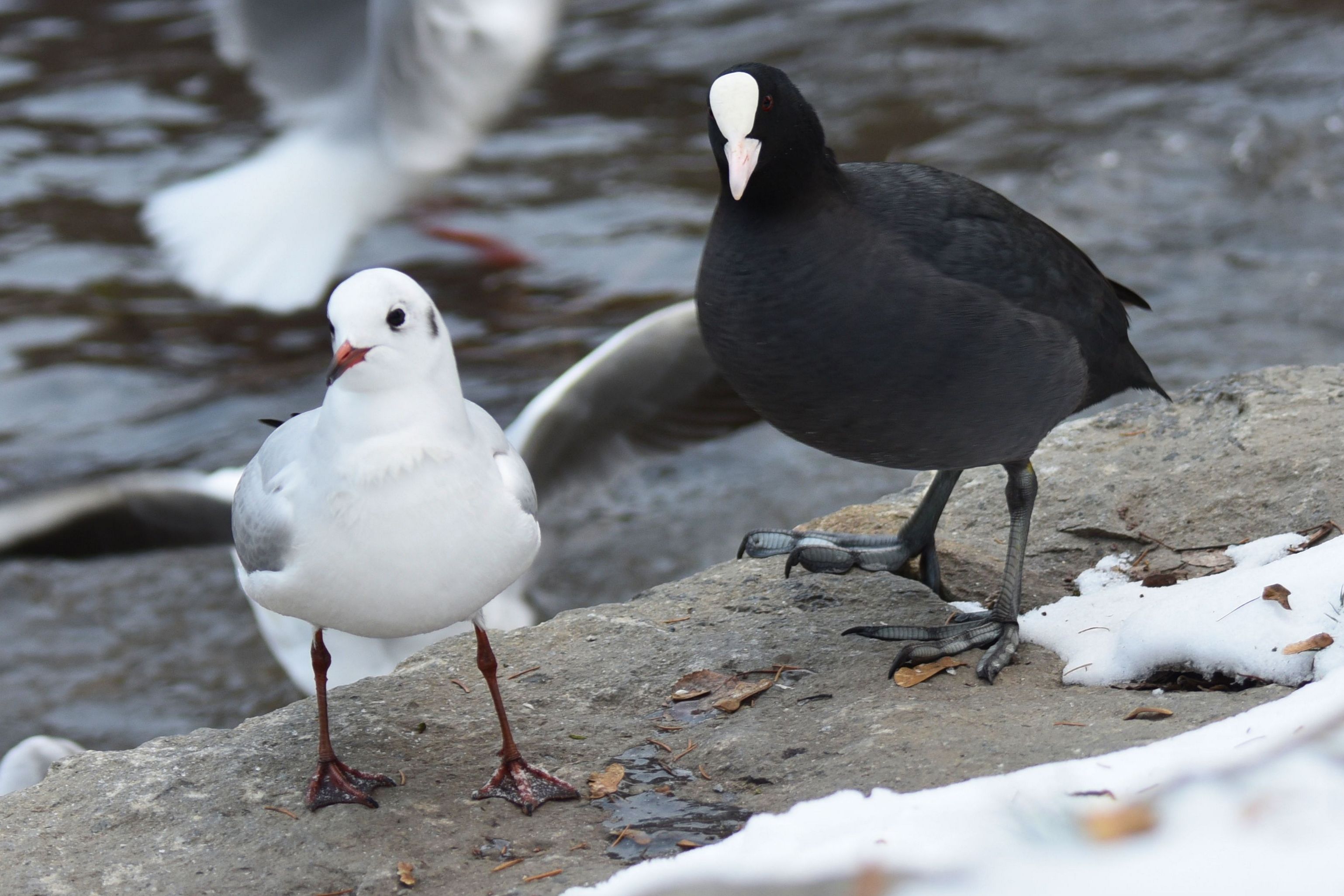 Lachmöwe mit Blässhuhn