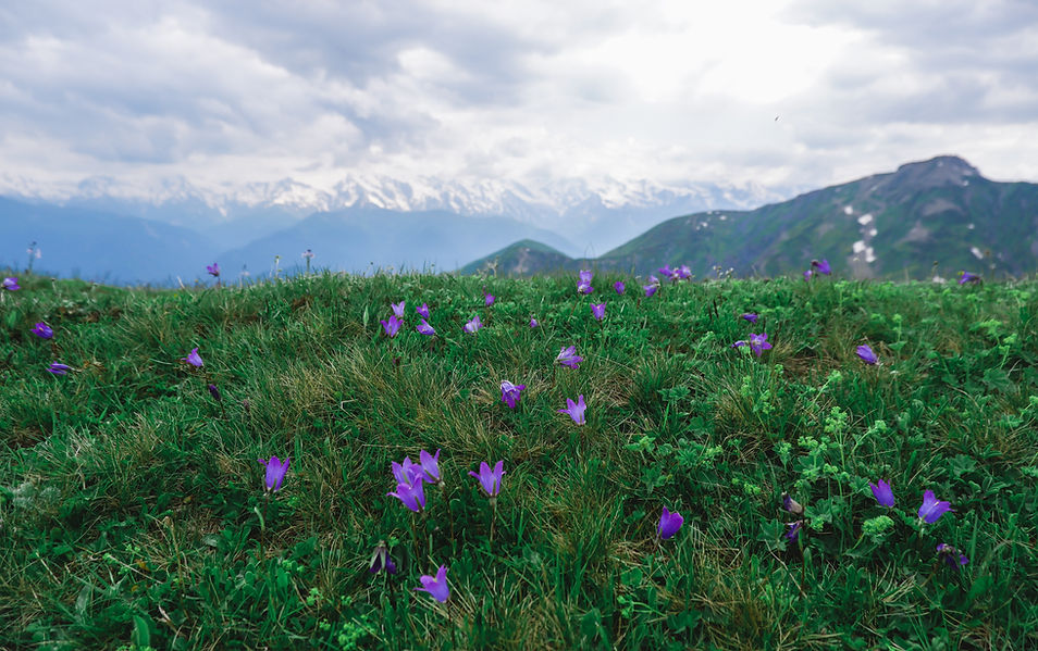 Wild lilac wildflowers with views of the mountains, Caucasus mountains, mountains of Georg