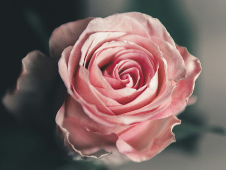 pink rose opening up