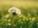 dandelion outside of trauma and ptsd treatment in westchester new york greenwich connecticut fort lauderdale florda pennsylvania