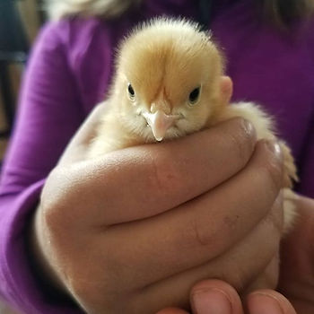 10 Essentials for Backyard Chickens